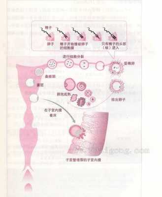 精子载体法过程（载体导入受精卵的方法）-图1