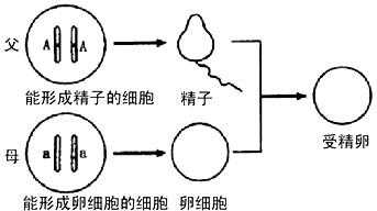 精子载体法过程（载体导入受精卵的方法）-图3
