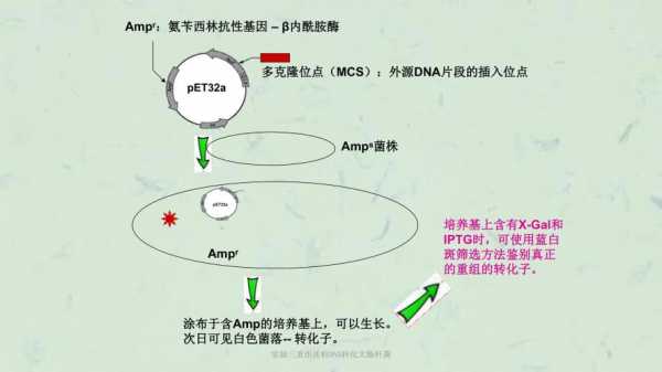 质粒交换过程（质粒转化的原理是什么）-图2