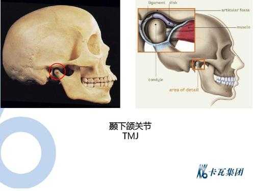 颞下颌关节发育过程（颞下颌关节发育过程图）-图1