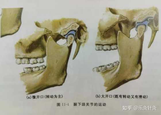 颞下颌关节发育过程（颞下颌关节发育过程图）-图3