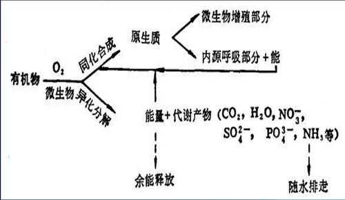 好氧分解过程（好氧反应原理）-图2