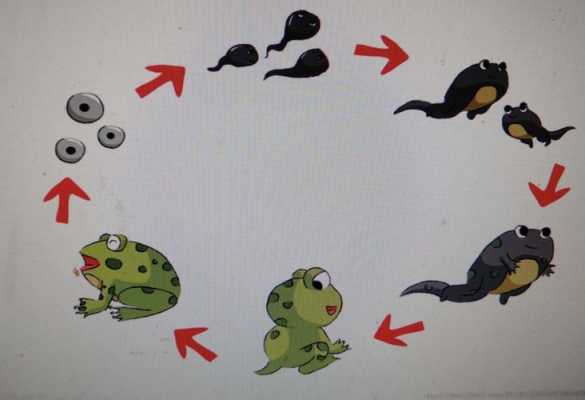 蝌蚪长大过程图片（蝌蚪长大的过程图片）-图1