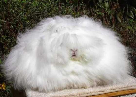 给兔子染毛过程（给兔毛染色）-图2