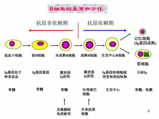 b细胞分为发育过程（b细胞的发育过程为哪三个过程）-图1