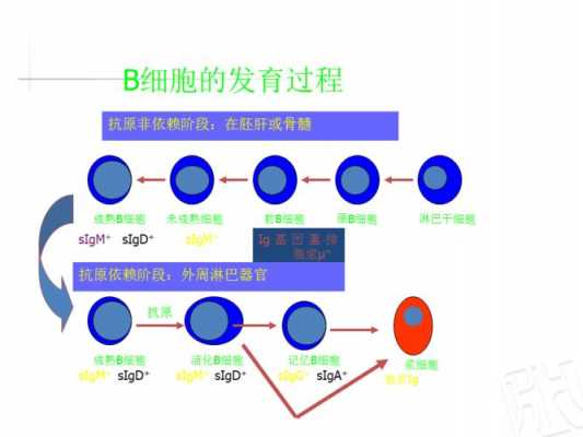 b细胞分为发育过程（b细胞的发育过程为哪三个过程）-图3