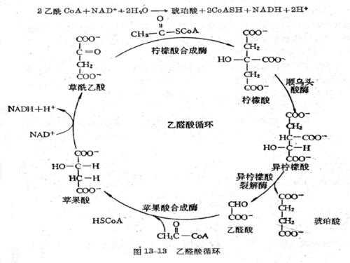 糖酵解途径与过程（糖酵解途径过程中涉及几个关键酶）-图1
