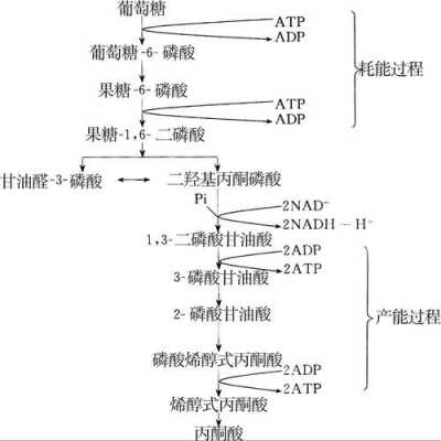 糖酵解途径与过程（糖酵解途径过程中涉及几个关键酶）-图3