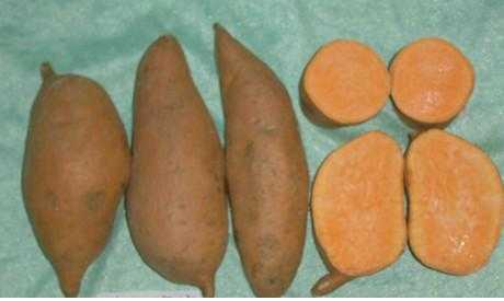 测甘薯产量的过程（测甘薯产量的过程是什么）-图3