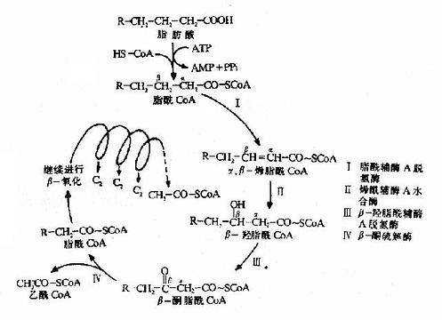 脂肪酸彻底氧化的过程（脂肪酸的彻底氧化包括哪几个阶段）-图2