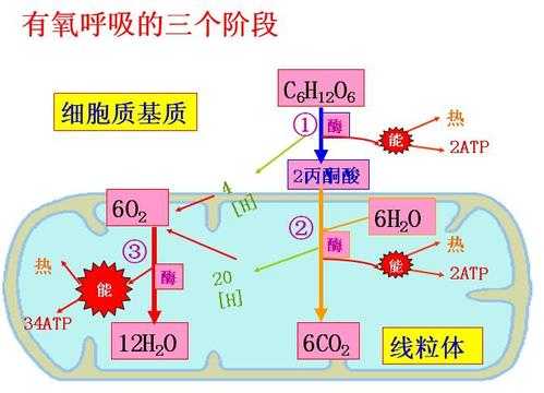 细胞呼吸过程图解（细胞呼吸过程图解和反应式）-图3