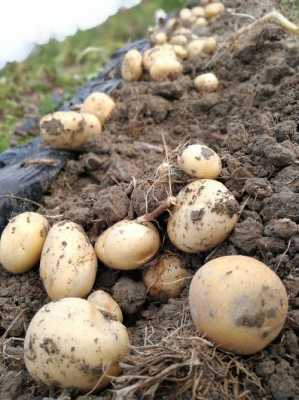 挖土豆的过程描述（挖土豆的动作描写片段）-图2