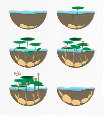 藕的生长过程图片（藕的生长过程 示意图）-图1