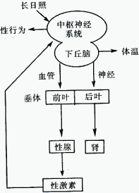 调控生命过程（调节生命活动,被称为“生命中枢”的是）-图2