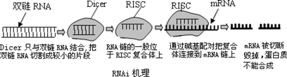 RNA水解的过程（rnaset1水解）-图3