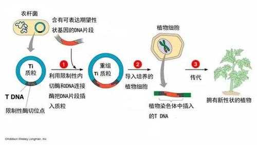 转基因过程（叶盘法转基因过程）-图1