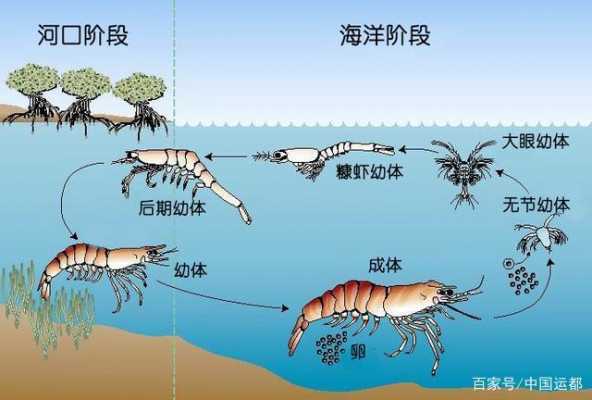 虾发育过程（虾幼体发育图）-图1