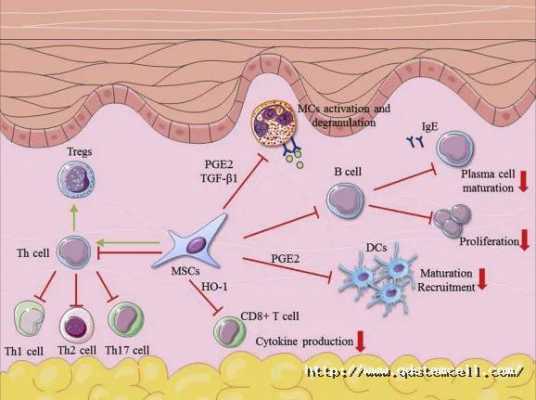 采集干细胞的过程（采集干细胞过程中的过敏反应）-图3