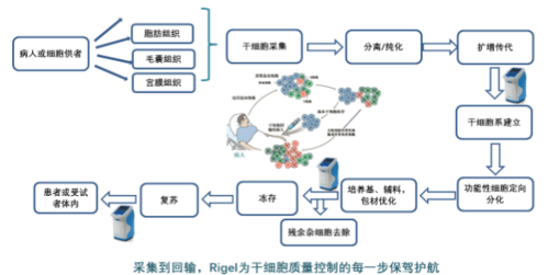 采集干细胞的过程（采集干细胞过程中的过敏反应）-图2