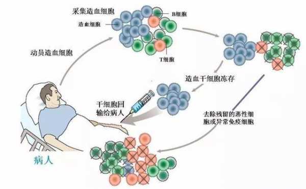 采集干细胞的过程（采集干细胞过程中的过敏反应）-图1