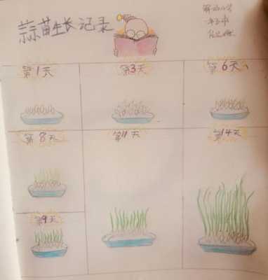 幼儿种植植物过程（幼儿园种植植物的过程记录）-图2
