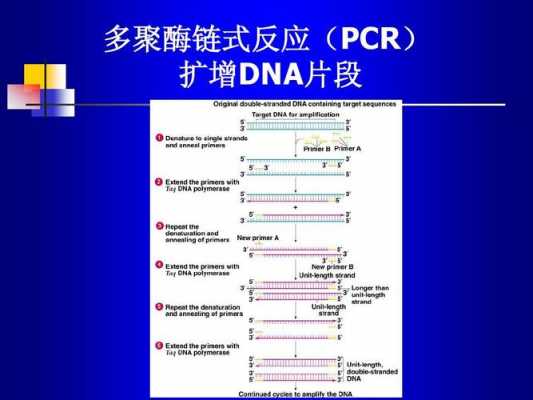 简述pcr的基本过程（简述pcr的基本过程及步骤）-图3