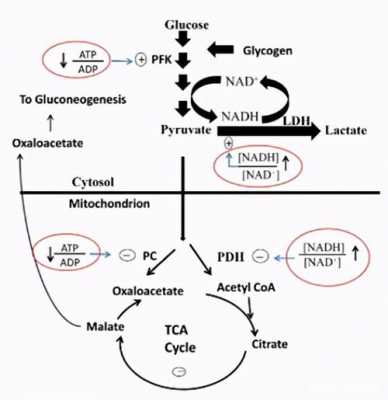 血酸代谢过程（血乳酸的代谢）-图2