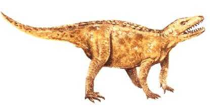 派克鳄的进化过程（派克鳄是恐龙的祖先吗）-图3