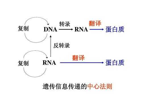 dna转录和翻译过程（dna转录和翻译过程相同吗）-图1