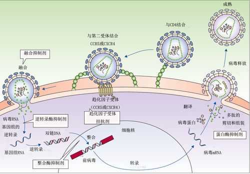 hiv病毒复制过程（hiv病毒复制周期多长）-图1