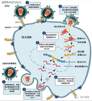 hiv病毒复制过程（hiv病毒复制周期多长）-图2