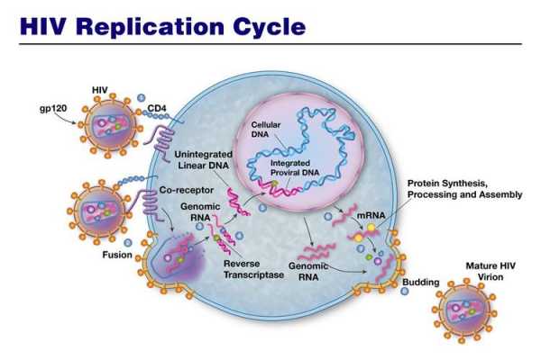 hiv病毒复制过程（hiv病毒复制周期多长）-图3