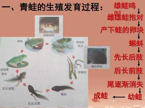 蛙类的生殖过程（蛙类的生殖过程是什么）-图3