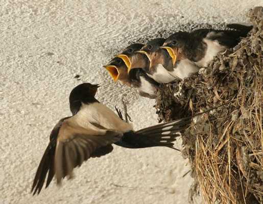 燕子的孵化过程日记（燕子的孵卵期是多少天?）-图2