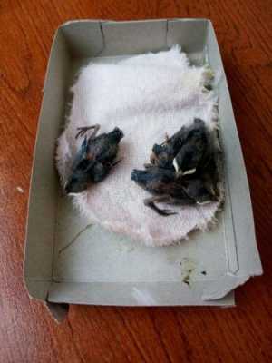 燕子的孵化过程日记（燕子的孵卵期是多少天?）-图3