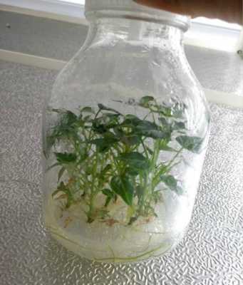 无毒植物培养过程（植物组织培养无毒苗）-图3
