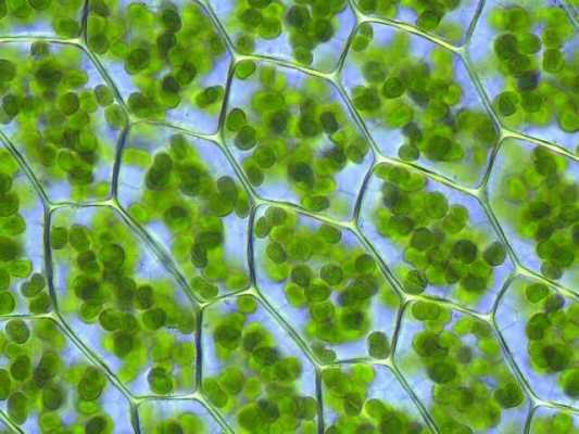 叶肉细胞生长过程（叶肉细胞怎么产生的）-图3