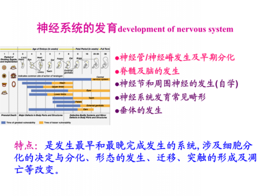 神经系统发育过程（神经发育的四个阶段）-图3
