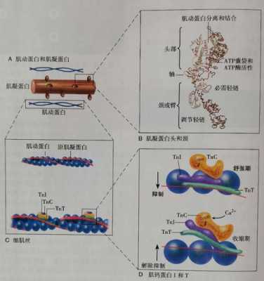 肌肉收缩的过程中如果缺乏（肌肉收缩的过程中如果缺乏钙离子）-图2