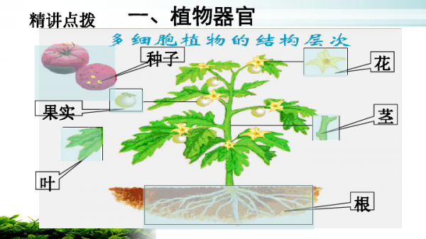绿色开花植物授粉过程（绿色开花植物的花的结构双受精及果实的发育过程）-图2