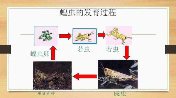 昆虫的生殖过程（昆虫的生殖过程主要包括）-图2