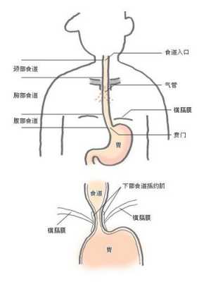 人体口腔的进食过程（人体口腔食道结构图）-图1