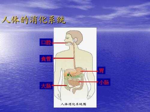 人体口腔的进食过程（人体口腔食道结构图）-图3