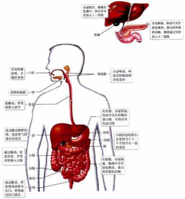 人体口腔的进食过程（人体口腔食道结构图）-图2