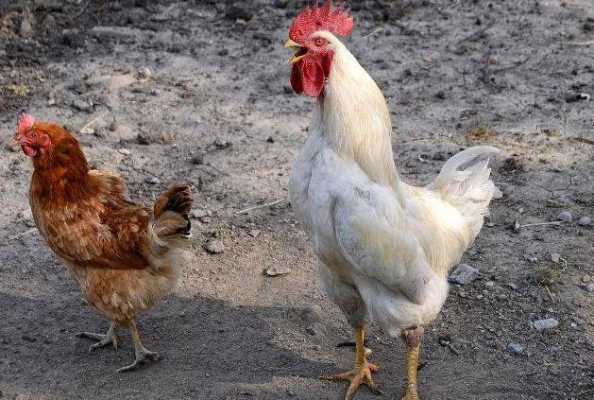 鸡打鸣的过程（打鸣的鸡是公鸡还是母鸡）-图2