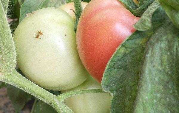 番茄果实的果实的成熟过程（番茄果实成熟期）-图3