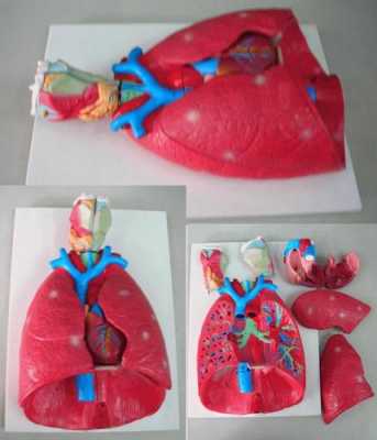 手工制作肺模型过程（手工制作肺模型简单）-图1