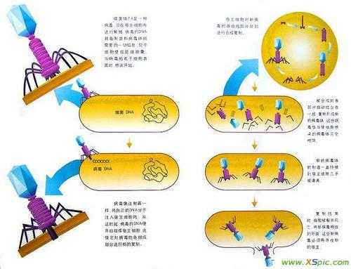 烈性噬菌体入侵过程（烈性噬菌体感染细菌后繁殖特征）-图2