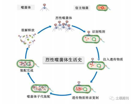 烈性噬菌体入侵过程（烈性噬菌体感染细菌后繁殖特征）-图3