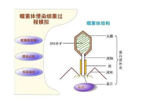 烈性噬菌体入侵过程（烈性噬菌体感染细菌后繁殖特征）-图1